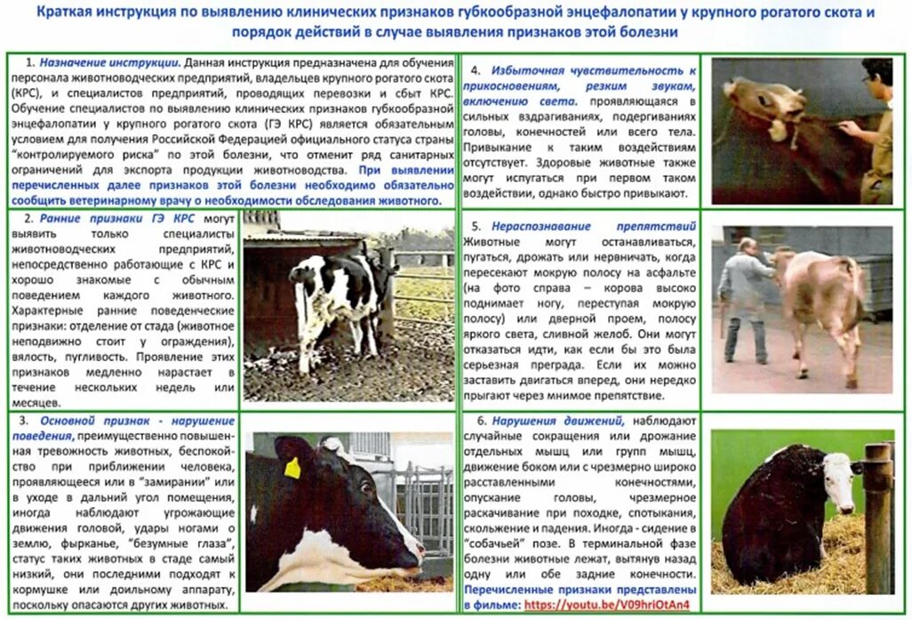 Какие особенности характерны для животных