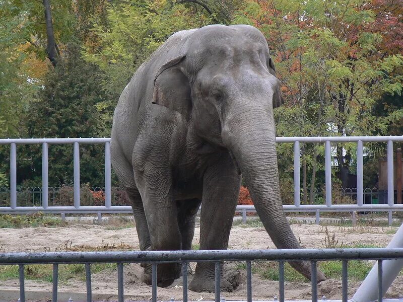 В зоопарке живет слон. Слоны в зоопарке. Зоопарк со слонами. Слоник в зоопарке. Слон в зоопарке для детей.