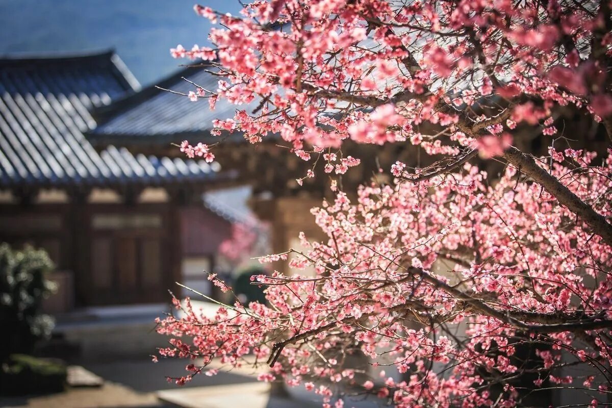 Южные сакуры. Сеул Южная Корея Сакура. Сакура в Корее. Корея черри блоссом. Сеул цветение Сакуры.
