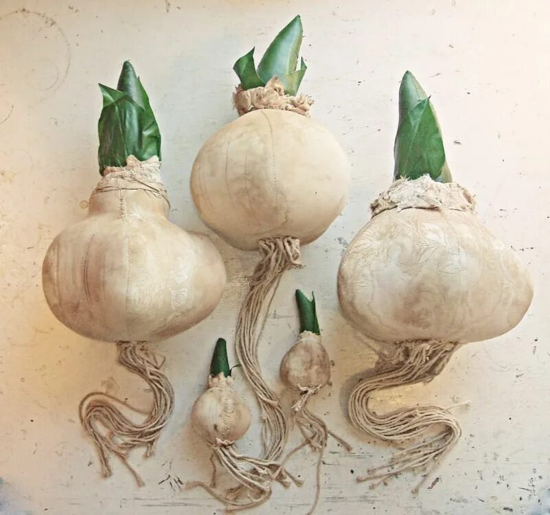 Строение луковицы. Клетка кожицы томата под микроскопом. Луковица строение и функции. Корневище клубень луковица. Ткань луковицы.