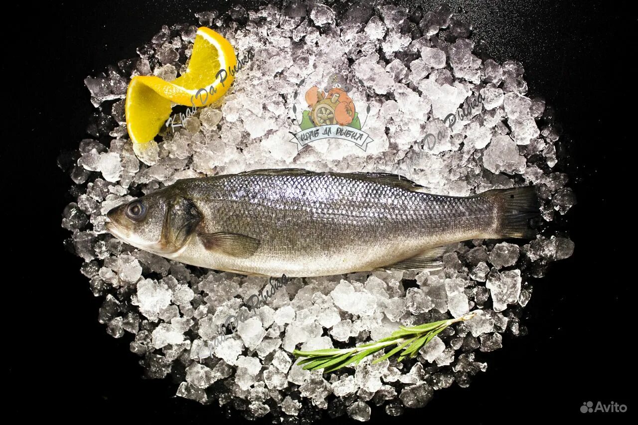 рыба сибас польза и вред где водится. турецкий сибас. дикий сибас. сибас характеристика рыбы. сибас лаврак.