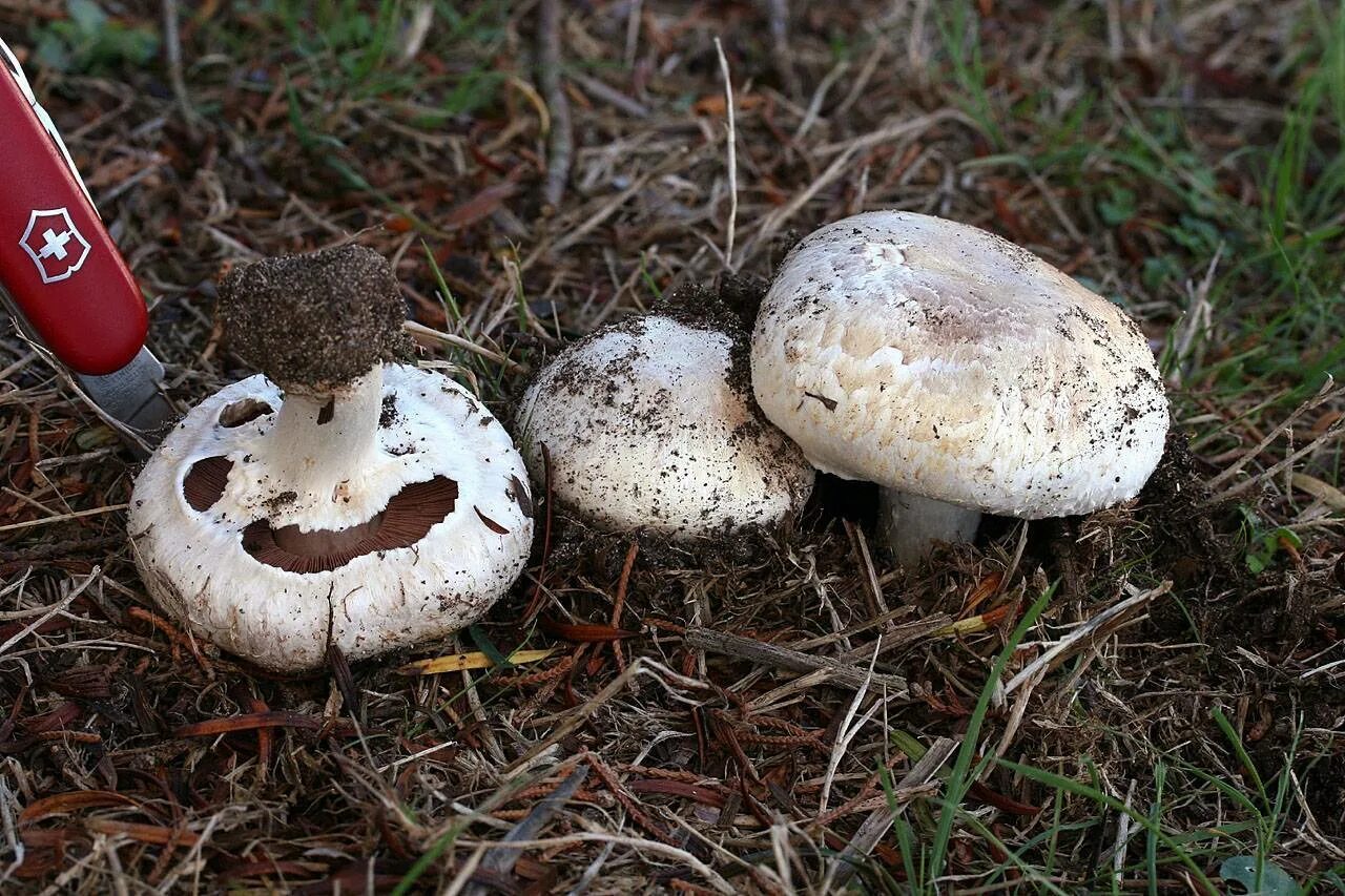 Шампиньон полевой agaricus arvensis. Шампиньон бернарда. Шампиньон луговой agaricus campestris. — шампиньон полевой. Шампиньон таблитчатый (agaricus tabularis).