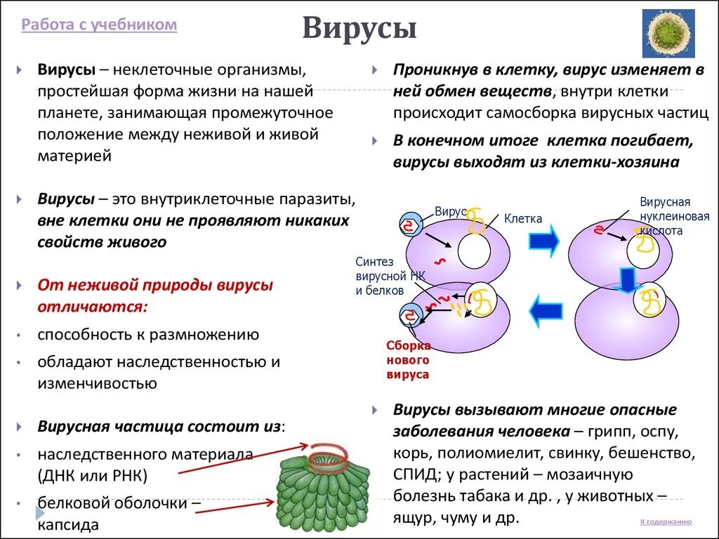 Вирусы опорный конспект. Конспект по биологии вирусы 5 класс. Вирусы таблица по биологии 9 класс. Опорный конспект на тему вирусы. Вирусы 9 класс биология