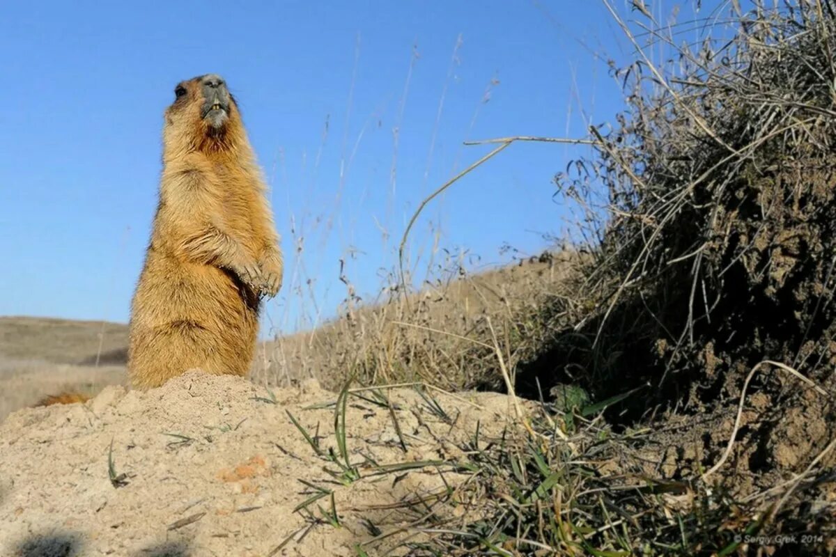 Степной сурок Байбак. Сурок Степной, Байбак (Marmota Bobak). Суслик Байбак в норе. Сурок какая природная зона