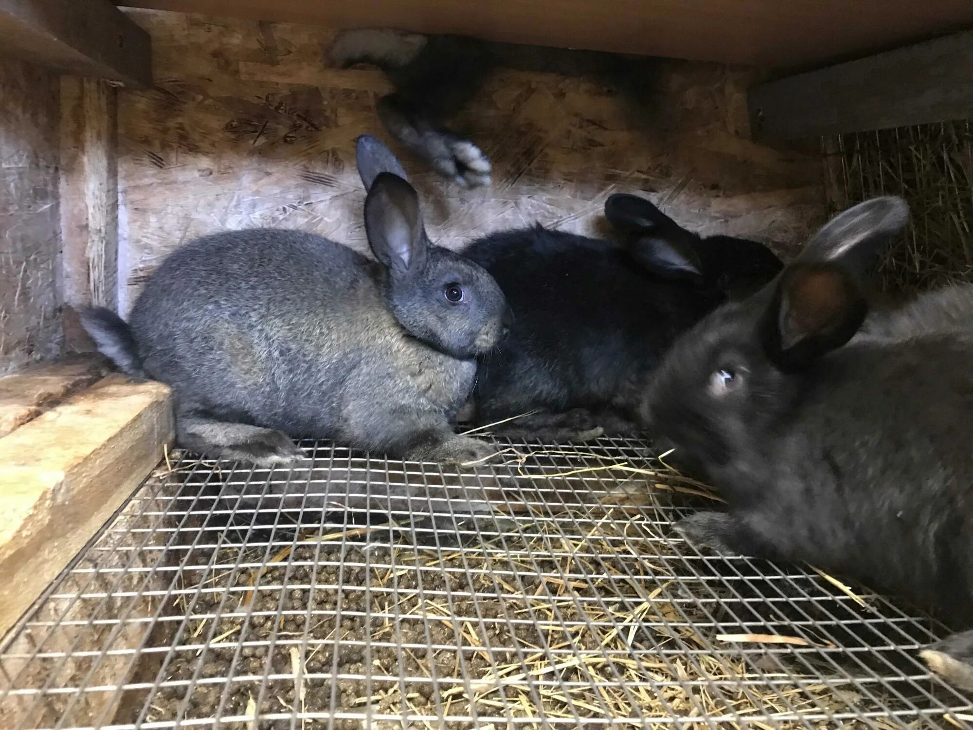 крольчата мясных пород. кролики мясных пород фландр. ризен фландр клетки. флаундер кролика порода. кролики породы бабочка.