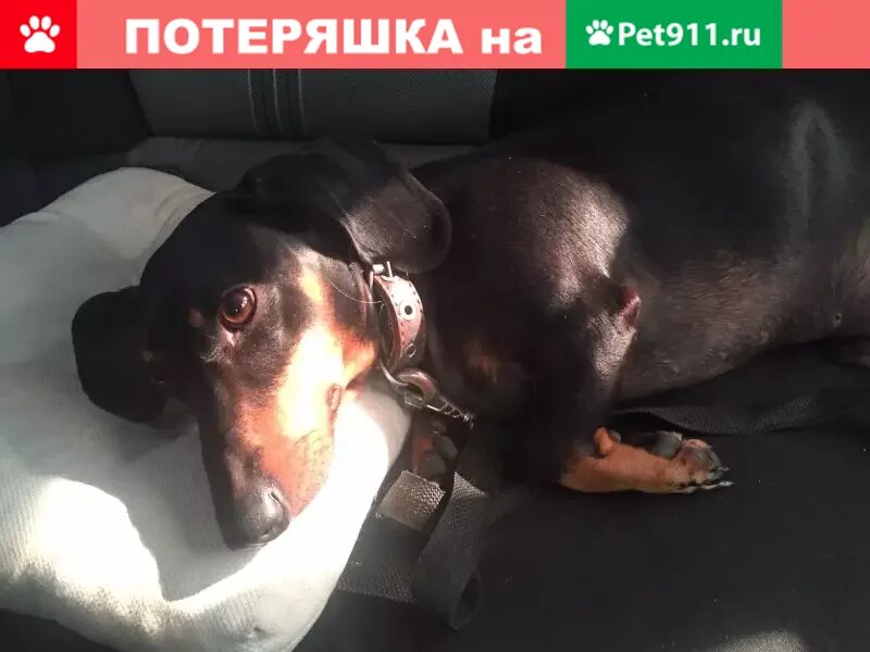 Pet 911. Найдена такса м5. Найдена такса Люберцы. Такса Шахты найдена. Pet911 потерянные собаки Пермь.