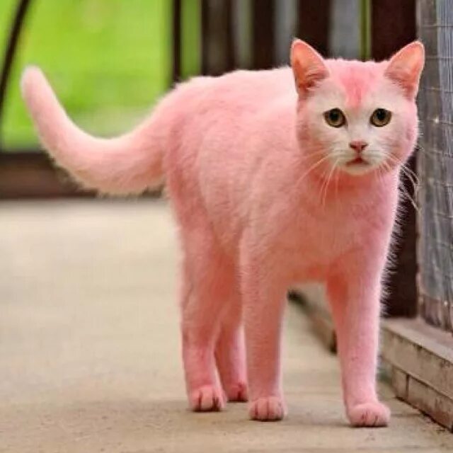 Розовый котенок. Котики в розовом цвете. Про розовых кошек. Кот на розовом фоне. Розовая кошка.