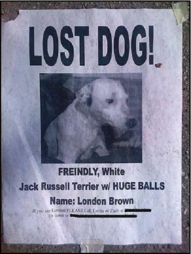 Missing Dog. The Lost Dog. Постер о потере животного. The Dog is Lost.