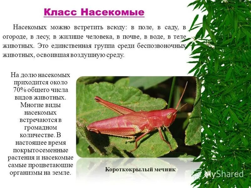 Питание класса насекомых. Класс насекомые образ жизни. многообразие насекомых среда обитания. насекомые среда обитания и образ жизни. класс насекомые среды жизни.