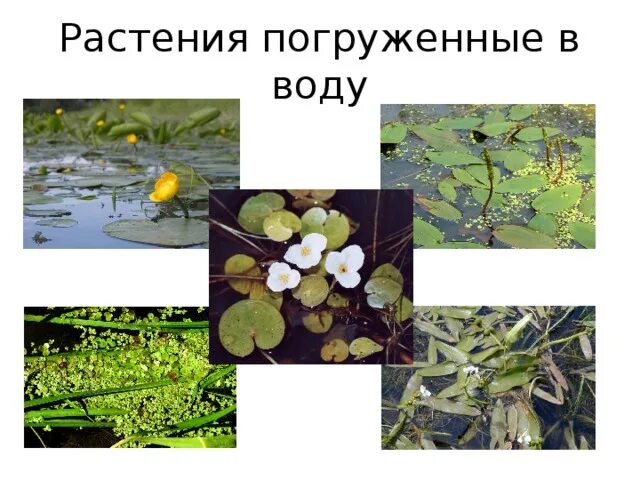 Пин от пользователя t carroll на доске Water related Садовые пруды, Пруд, Дизайн