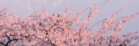 Sakura hell