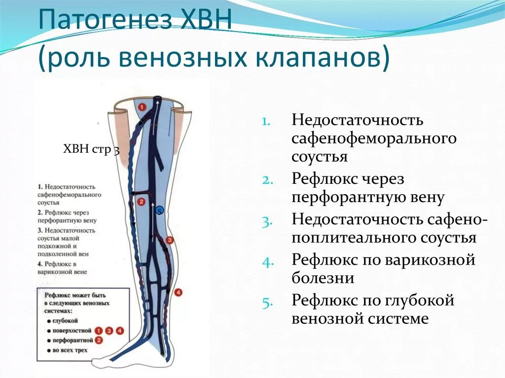 Вены нижних конечностей недостаточность клапанов БПВ. Глубокие вены нижних конечностей анатомия схема. Клапаны ствола большой подкожной вены. Функция клапанов вен нижних конечностей. Правая подкожная вена