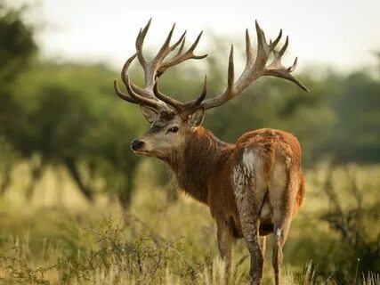 Stag