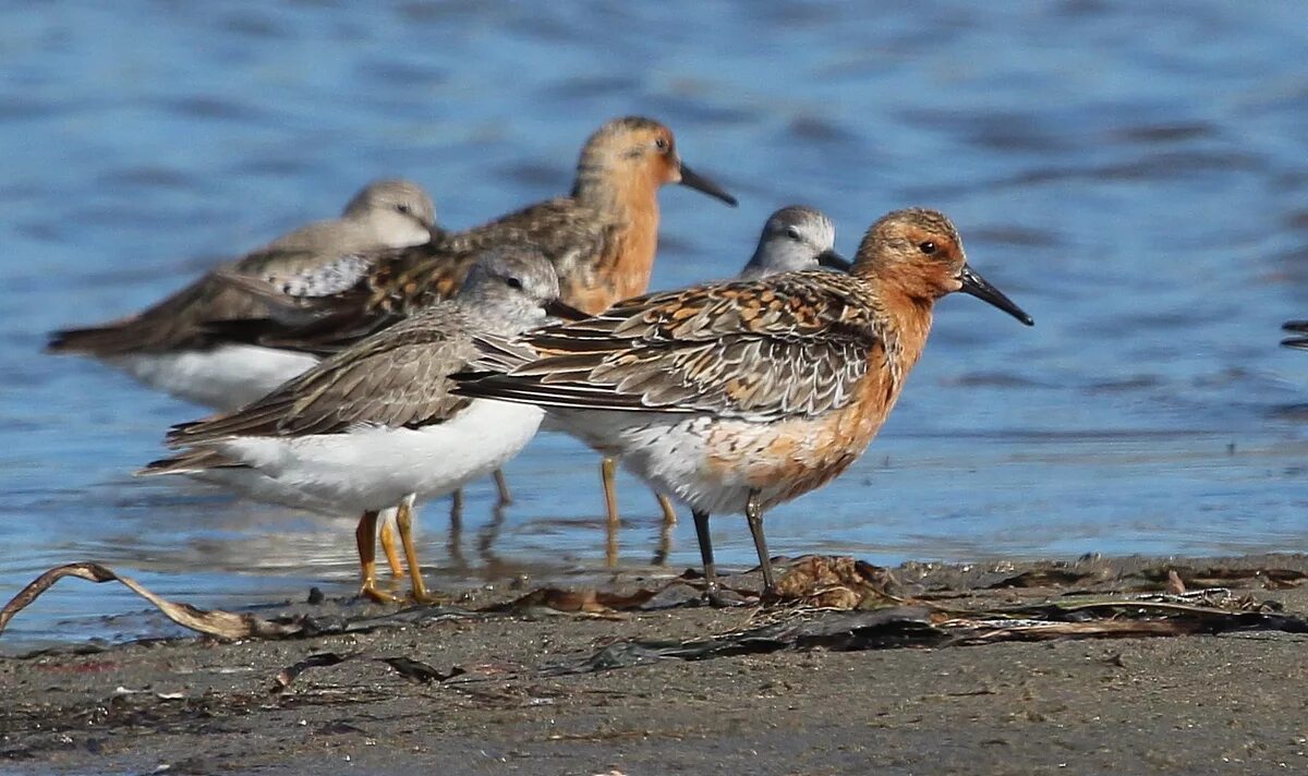 Острая птица. Чёрно-алая гавайская цветочница. Острая птица. Гавайская птица. Командорские острова топорки.