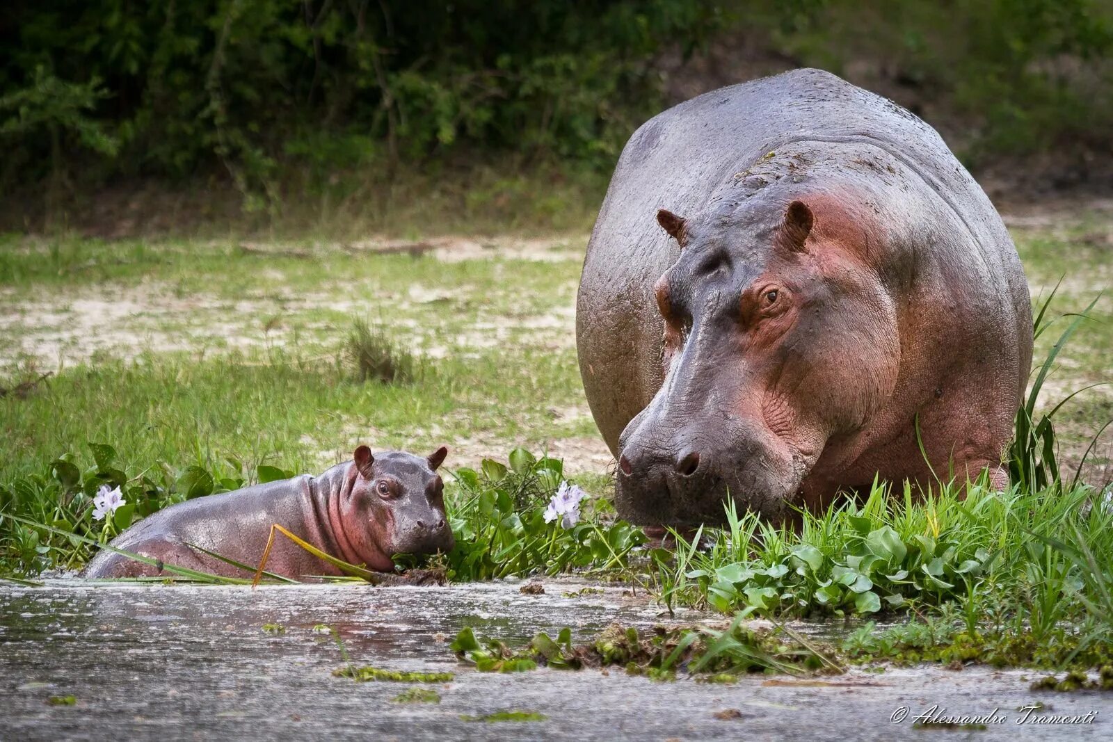 Бегемот и гиппопотам одно и тоже. Hippopotamus amphibius бегемот. самка гиппопотама. парнокопытные бегемот. бегемоты в конго.