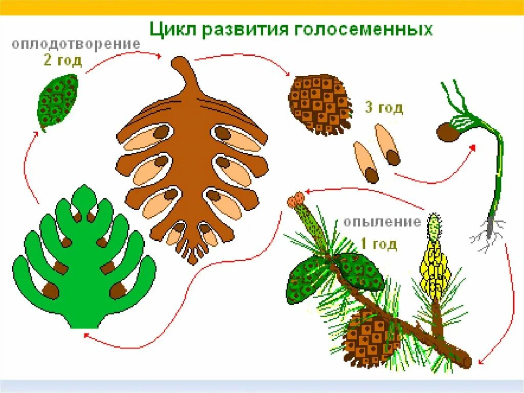 Размножение хвойных шишек