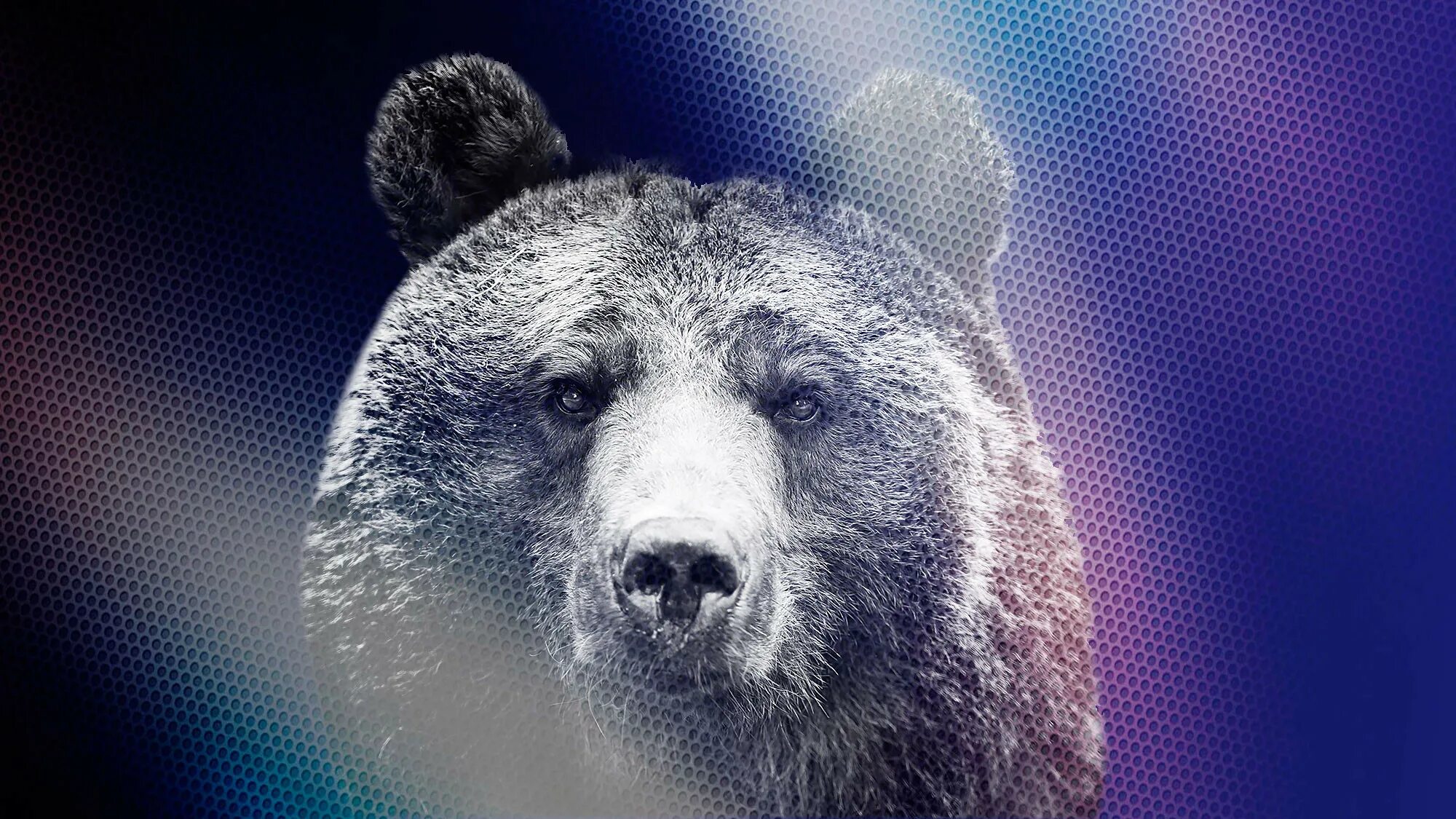 Русский медведь на телефон. Русский медведь на телефон. Медведь. Русский медведь на телефон. Русский медведь на телефон.