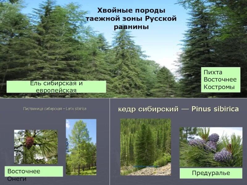 Деревья тайги. Хвойные и лиственные породы деревьев. В лесах преобладают породы деревьев. Лиственные деревья названия. В лесах преобладают породы деревьев.