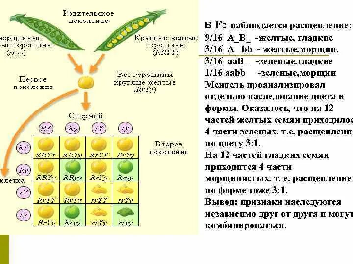 Наблюдается расщепление. Расщепление 9 3 4 комплементарность. Скрещивание в расщеплении 9:3:4. 9 К 7 расщепление генетика.