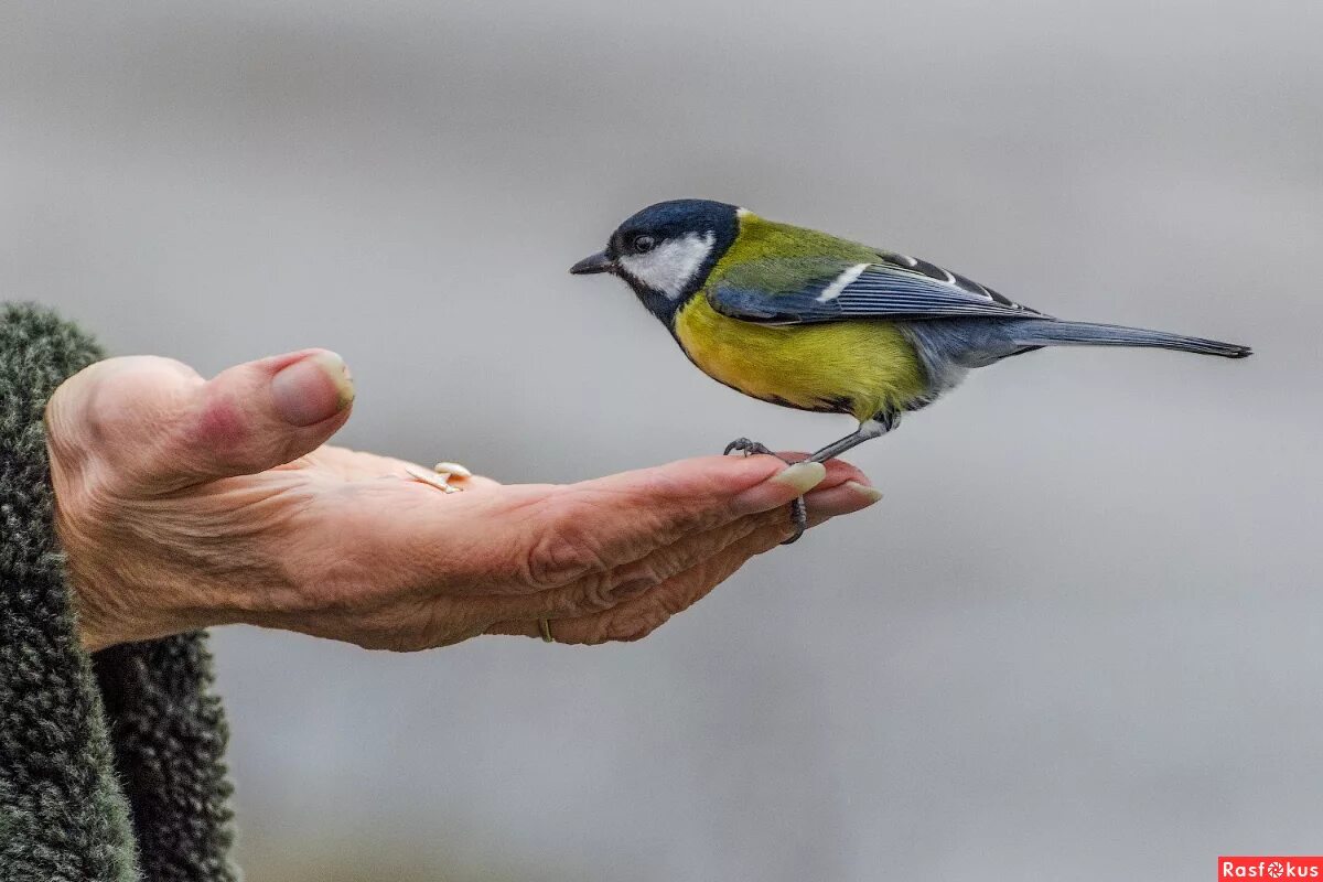 птенец желторотик. птицы могут писать.