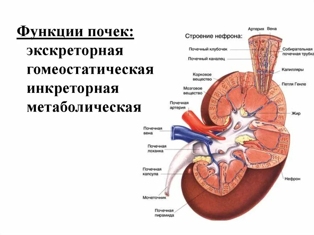 Функции почки выделительная функция. Метаболическая и экскреторная функция почек.. Почка ее функции физиология. Инкреторная функция почек физиология.