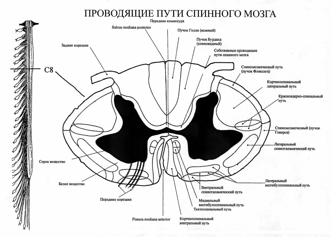 Проходящие пути спинного мозга. Схема проводящих путей спинного мозга. Проводящие пути спинной мозг анатомия строение. Поперечный срез спинного мозга проводящие пути. Поперечный срез спинного мозга. Схема проводящих путей.