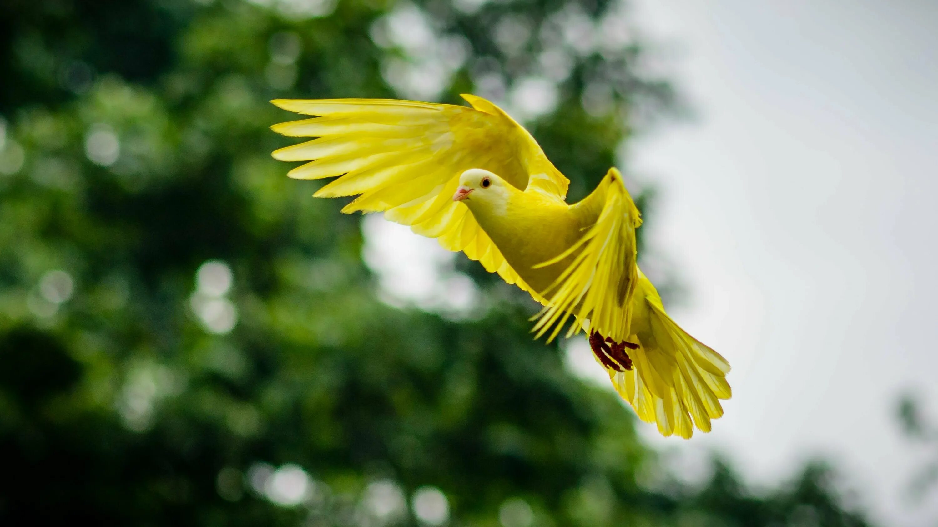 Желтая птица. Красивая птица в полете. Яркая золотистая птица. Желтая красивая птица.