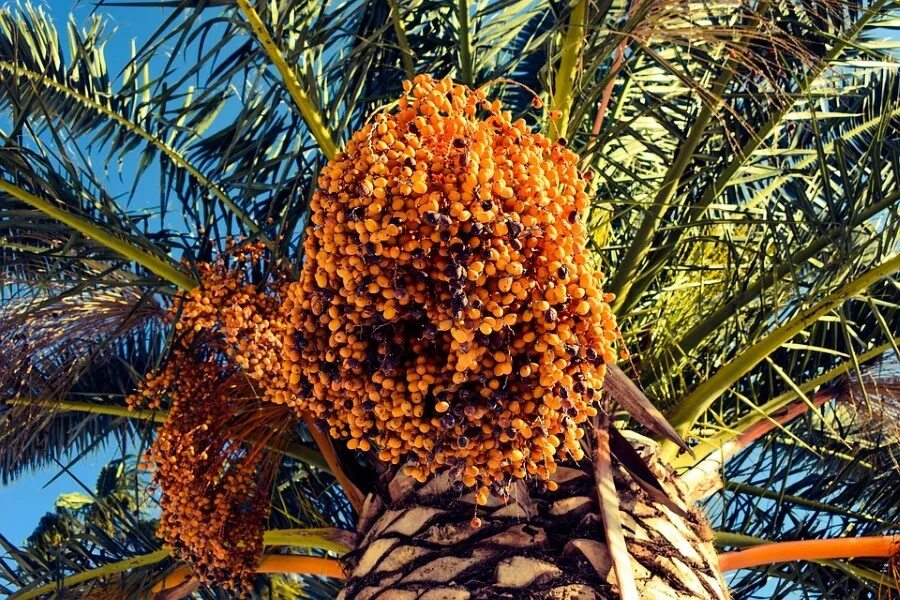 Плоды пальмы. Канарская финиковая пальма. Плоды пальмы. Плоды финиковой пальмы. Королевский финик пальма.