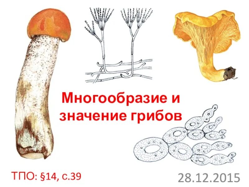 Многообразие и значение грибов. Значение грибов. Грибы неорганический рост.