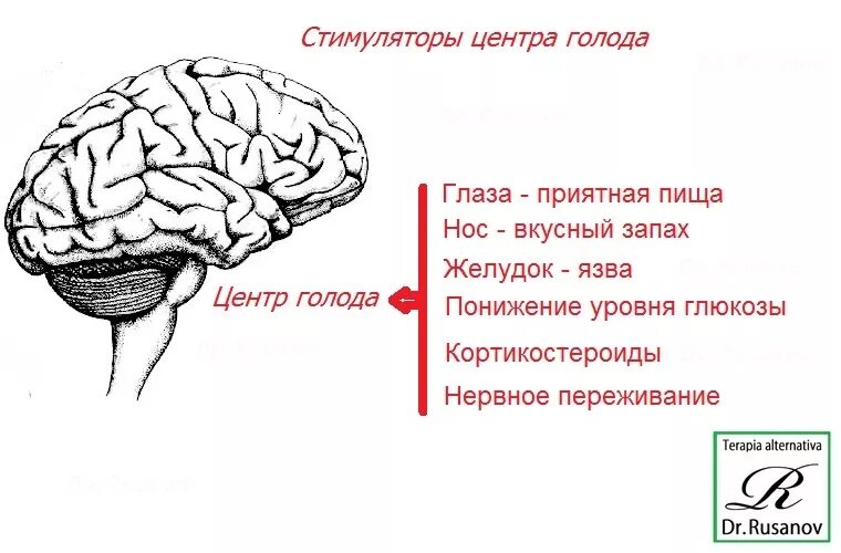 Регуляция голода и насыщения отдел мозга