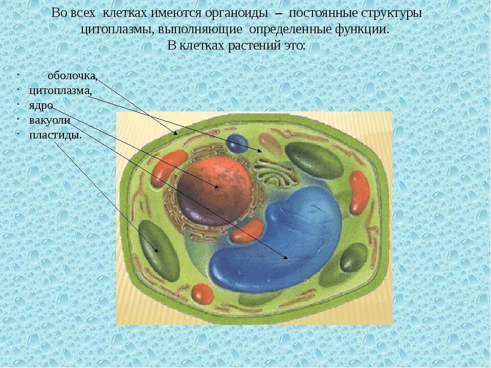 Органоиды клетки рисунки цитоплазма. Что такое цитоплазма в биологии 6 класс. Цитоплазма клетки биология 1- класс. Строение клетки функции цитоплазмы