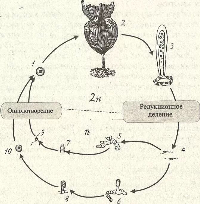 Жизненный цикл ламинарии схема. Цикл развития ламинарии схема. Цикл развития бурых водорослей схема. Схема жизненного цикла бурой водоросли.