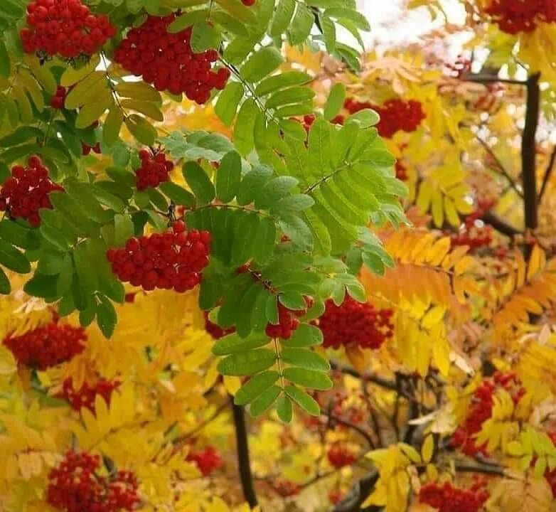 И опавших листьев рябины