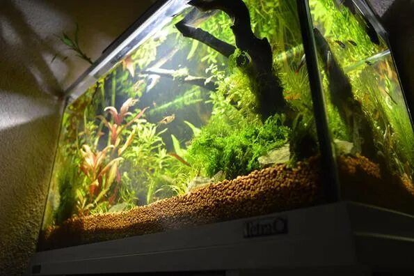 какая температура должна быть в аквариуме для рыбок. фито фильтр аквариумный. тетра торумин. эстетичный аквариум. аквариум эстетика.