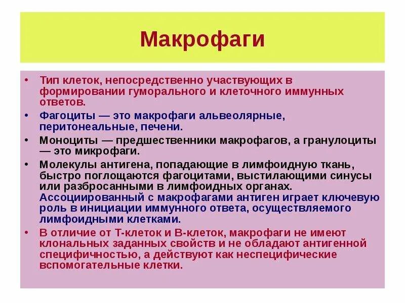 Типы макрофагов. Функции макрофагов и микрофагов. Микрофаги и макрофаги и их значение в иммунных реакциях.. Роль макрофагов в иммунном ответе. Макрофаги иммунный ответ