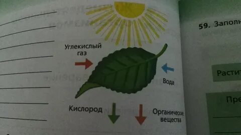Фотосинтез вставить пропущенные слова