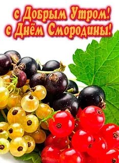 День смородины