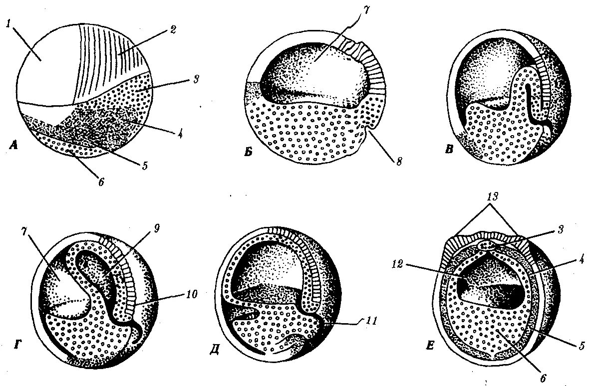Зародыш земноводных. Этапы эмбрионального развития лягушки. Зародыш земноводных. Икринки лягушки. Опишите цикл развития земноводных.