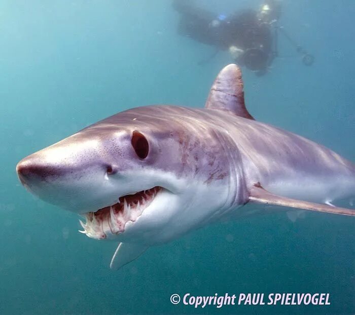 Где можно найти акул. Фотографии акул. Большая белая акула кархародон. Где можно найти акул. Акула мако шарк.