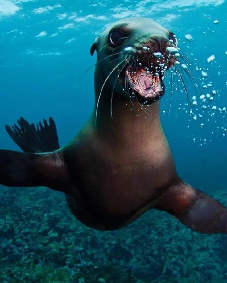 The little seal is laughing at us. Морские животные. Плавающие животные. Морской котик в воде. Тюлень в воде.