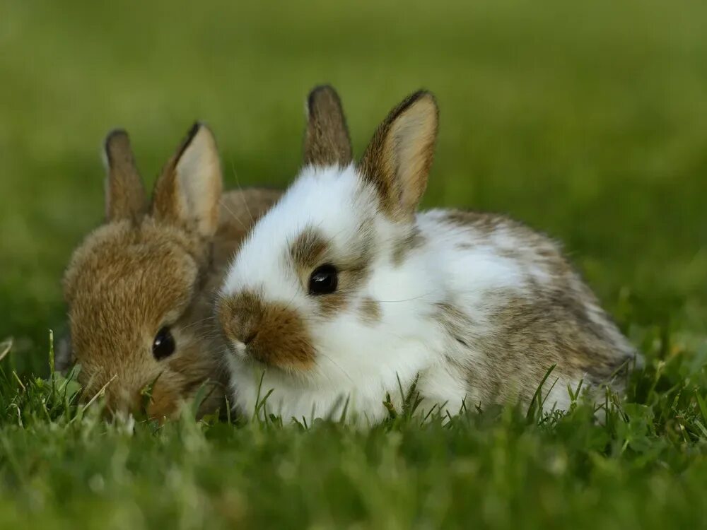 Валакас кроль. Недовольный заяц. Bunnies very. Милые кролики. Bunnies very.