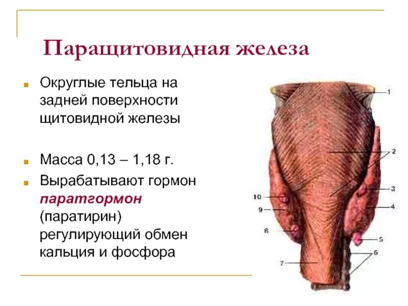 Что такое паращитовидная железа