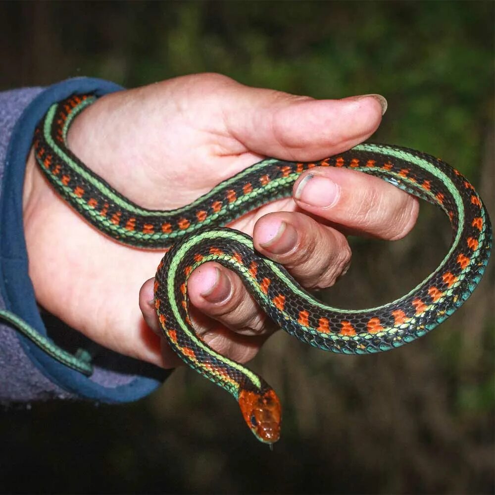 Подвязочная змея (Thamnophis sirtalis). Калифорнийская Краснобокая подвязочная змея. Калифорнийская Краснобокая Garter Snake змея. Калифорнийский подвязочный уж.