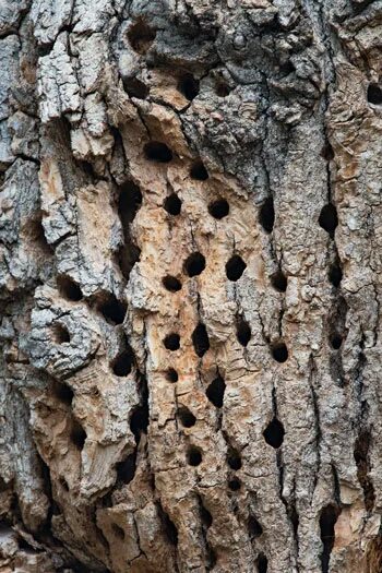 Cause holes. Трипофобия сколопендра. Семена лотоса трипофобия. Трипофобия гомеопатия. Трипофобия гомеопатия.