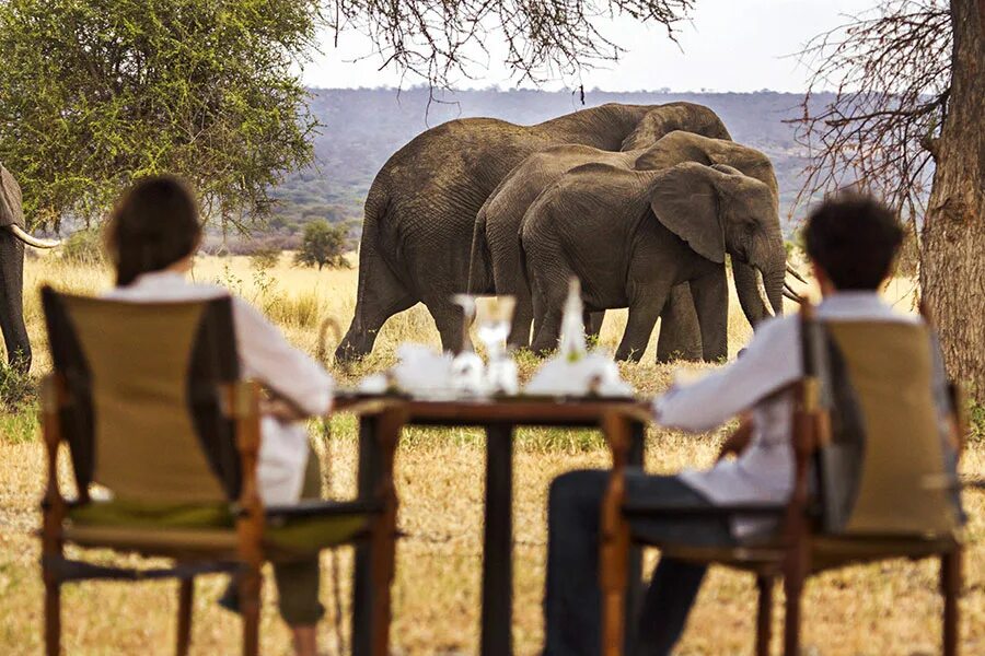 Wildlife holidays. Нгоронгоро сафари Тарангире сафари. Национальный парк Тарангире в Танзании. Safari Lodge Serengeti. Кения сафари.