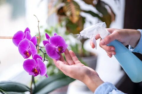 Как ухаживать за цветами орхидея