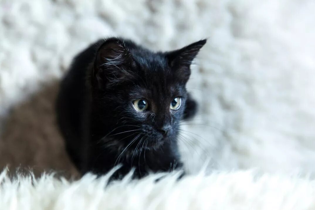 Черный котенок. Маленький черный кот. Кошки маленькие черные. Маленький черный котенок. Черные котята в добрые