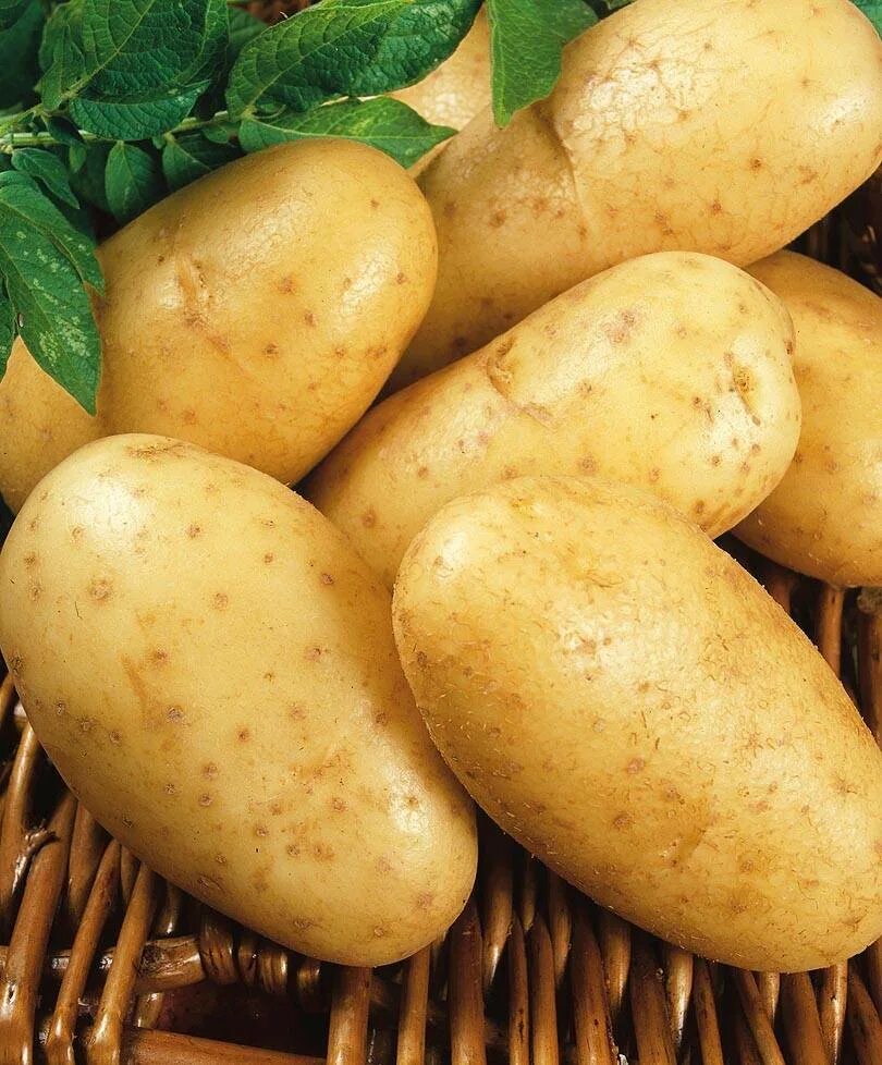 Самая вкусная картошка сорт. Самая вкусная картошка сорт