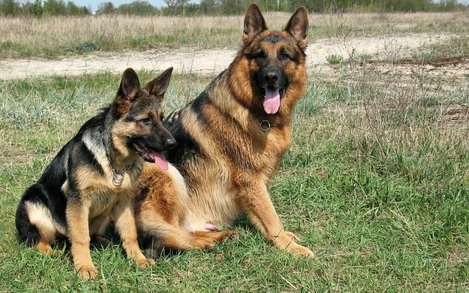 Немецкая овчарка продолжительность жизни. Баварская овчарка Shepherd. German Shepherd немецкая овчарка. Немецкая овчарка чепрачного окраса. ВЕО овчарка.