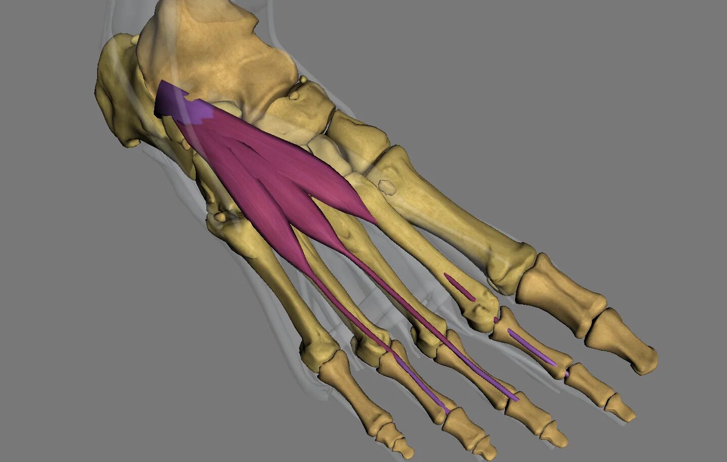 M extensor digitorum. Экстензор дигиторум. extensor hallucis brevis. musculus flexor digitorum brevis. m extensor digitorum brevis.